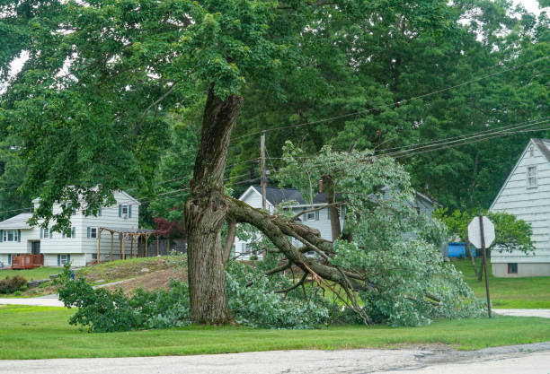 Reliable Hickory Creek, TX Tree Care  Solutions